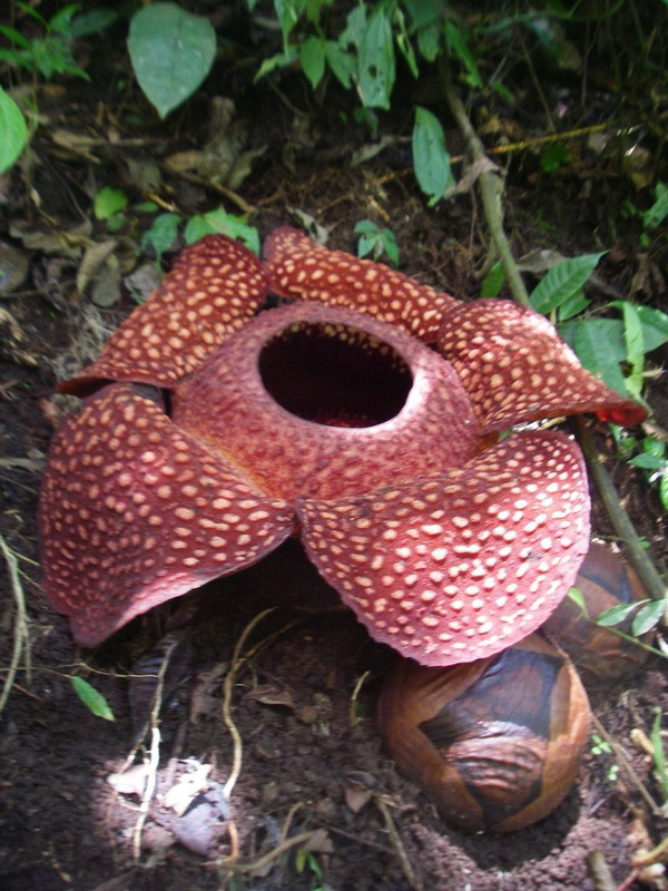 Rafflesia plant