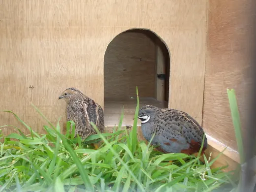Chinese Quails - From the Diary of A King Quail