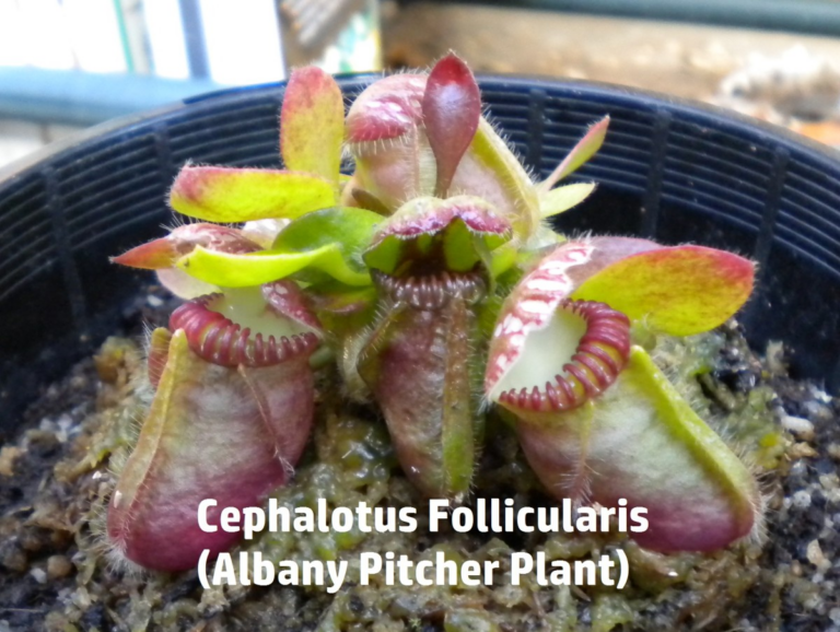 Cephalotus Follicularis (Albany Pitcher Plant)