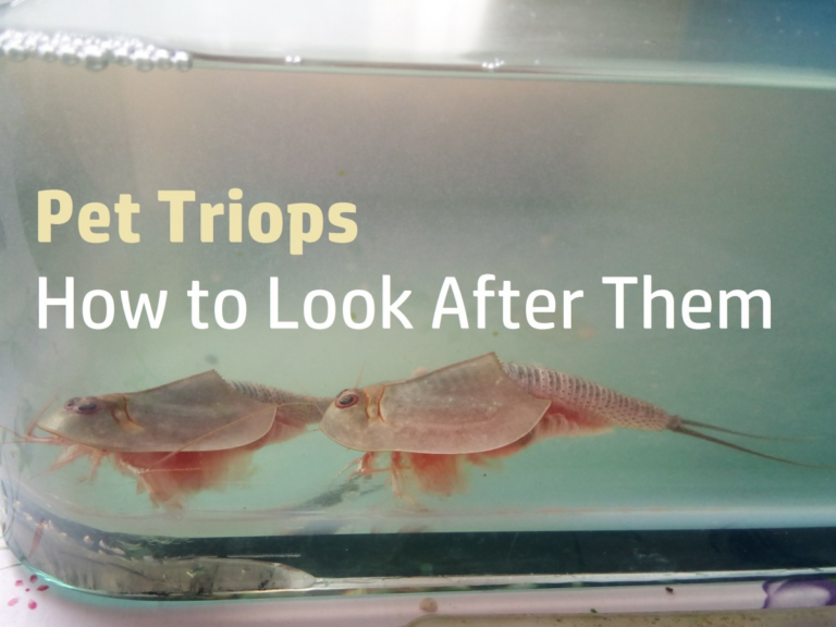 Triops as Pets: How to Raise, Feed, Breed, and Care for Them