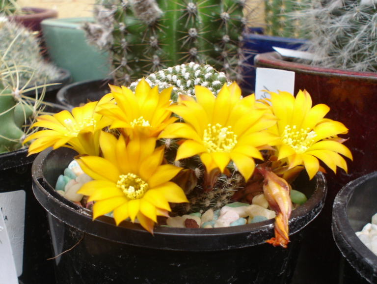 How to Grow and Propagate Flowering Cactus Plants