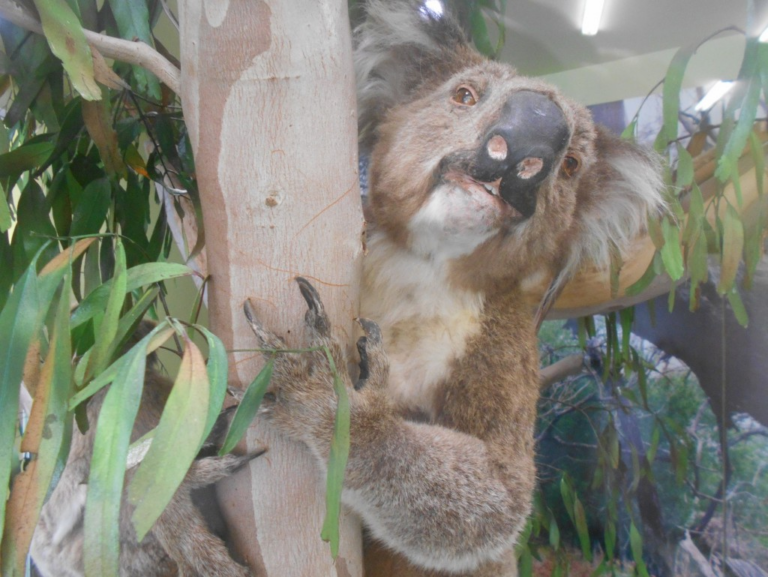 Koala Conservation Centre - Wildlife in Their Natural Habitats